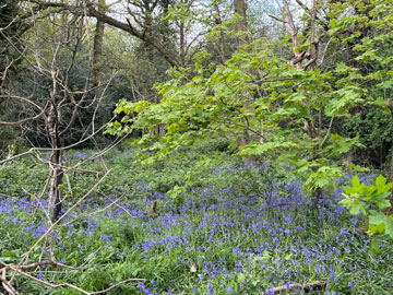 bluebells