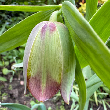 fritillary