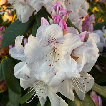 rhodedendron