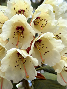 rhodi