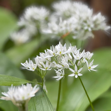 wild garlic