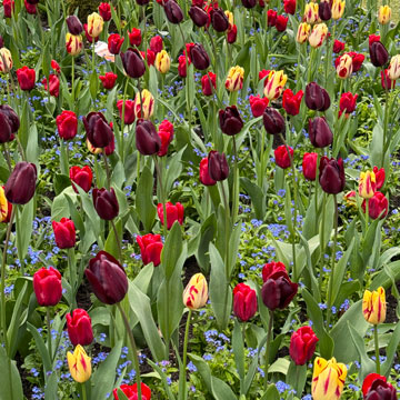 tulips
