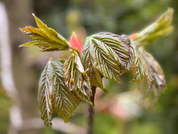 leaves