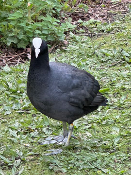 coot