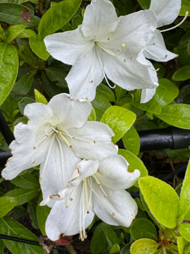 azalea