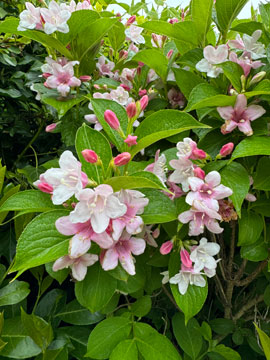 weigela