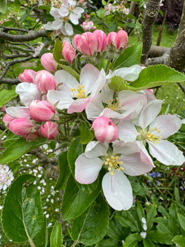 apple blossom