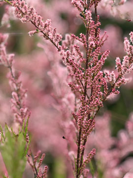 tamarisk