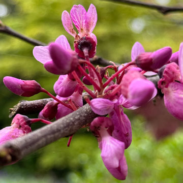 Judas tree