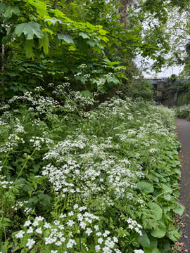 cow parsley