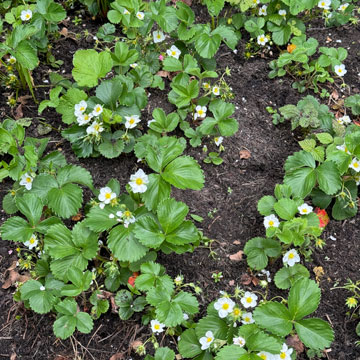 strawberry bed