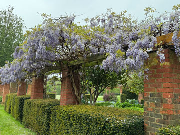 wisteria