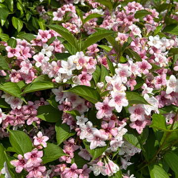 weigela