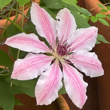 clematis