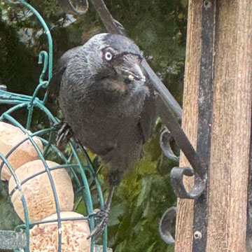 jackdaw
