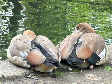 Egyptian geese
