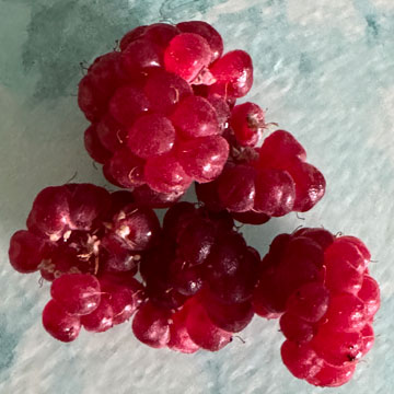raspberries