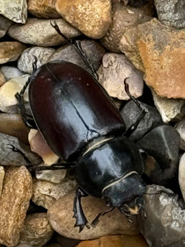 stag beetle