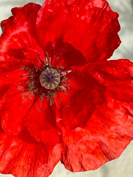 poppy