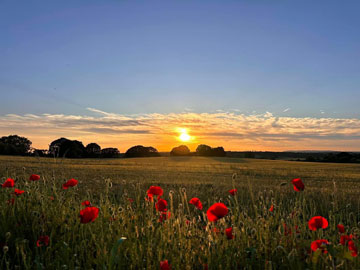 poppy field