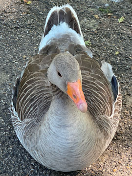 greylag goose