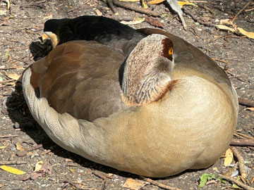Egyptian goose