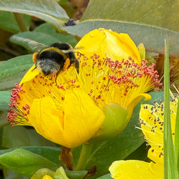 flower and bee