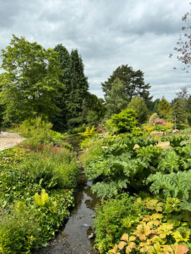 harlow carr