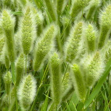 grasses