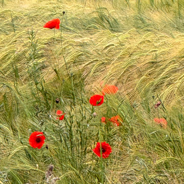 poppies in corn