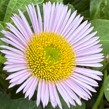 erigeron
