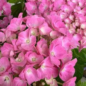 hydrangea