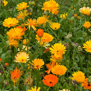 marigolds