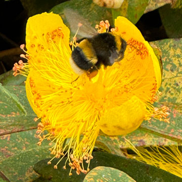 bee
