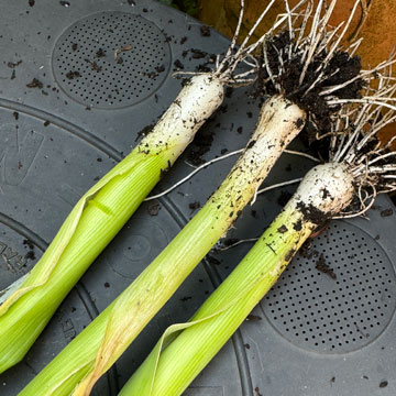 leeks