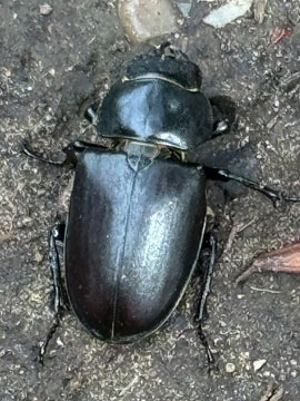 stag beetle
