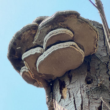 fungus