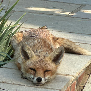Fox