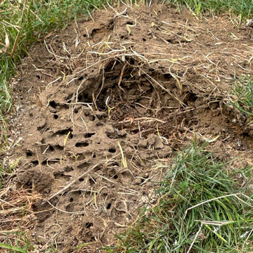 ant hill