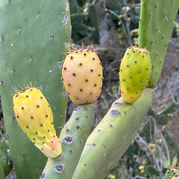 cacti