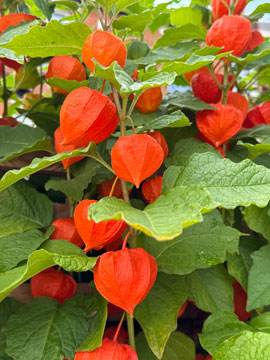chinese lantern plant