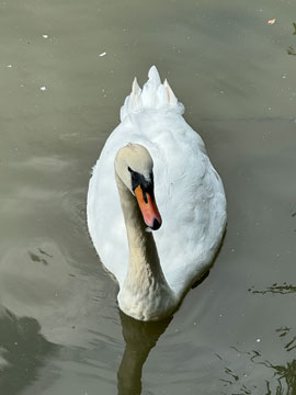 swan