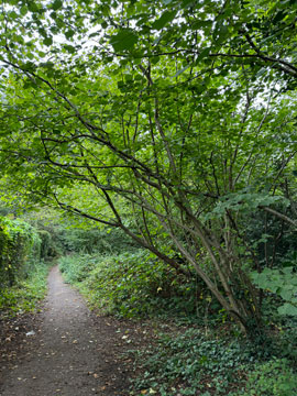 woodland path