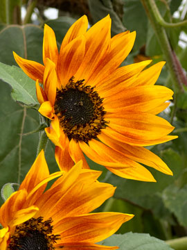 sunflowers