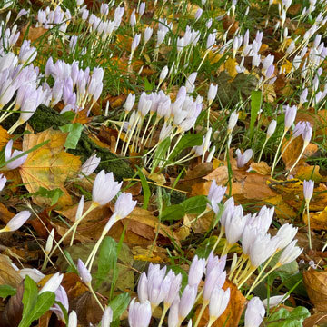 crocuses