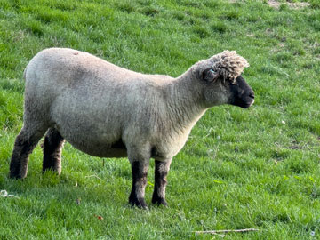 sheep