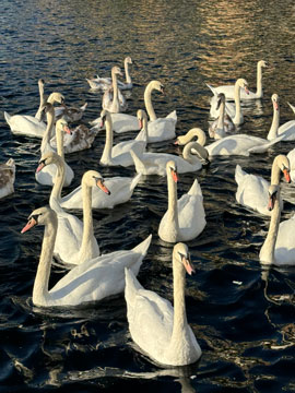 swans