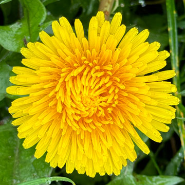 dandelion