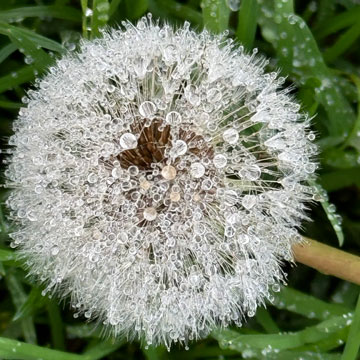 dandelion clock