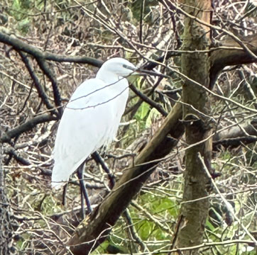 egret